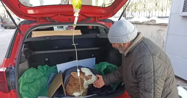 Otomobil bagajında yaşam mücadelesi: 5 günlük buzağıya serum tedavisi VİDEO İZLE