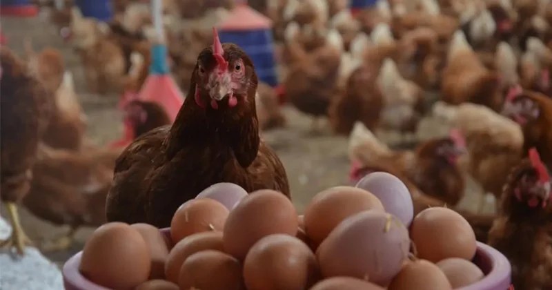 Tavuk eti ve yumurtada salgına karşı önlem! Bakanlık kümeslere sıkı biyogüvenlik şartları getirdi