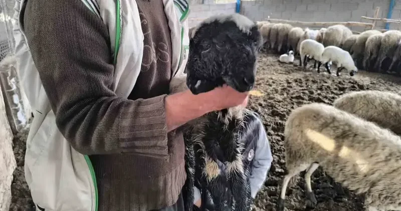 Çift başı ve 4 gözü ile doğan kuzu yaşama tutundu Hatay Haberleri