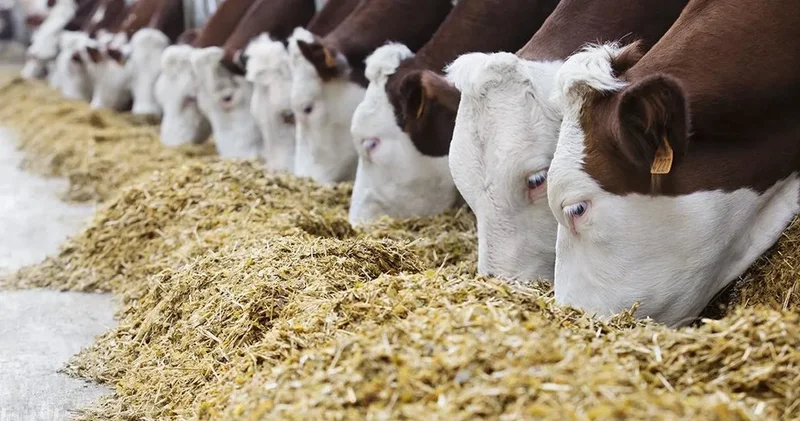 Yem fiyatlarına KDV zammı geldi!