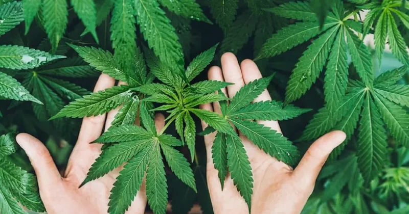 Kenevir üretimi izni verilen 21 il Resmi Gazete de yayınlandı Sözcü Gazetesi