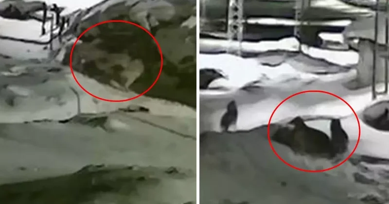 Görüntü Türkiye nin bir ucundan: Sahibi köpeğin yakarışlarını duymayınca acı son kaçınılmaz oldu