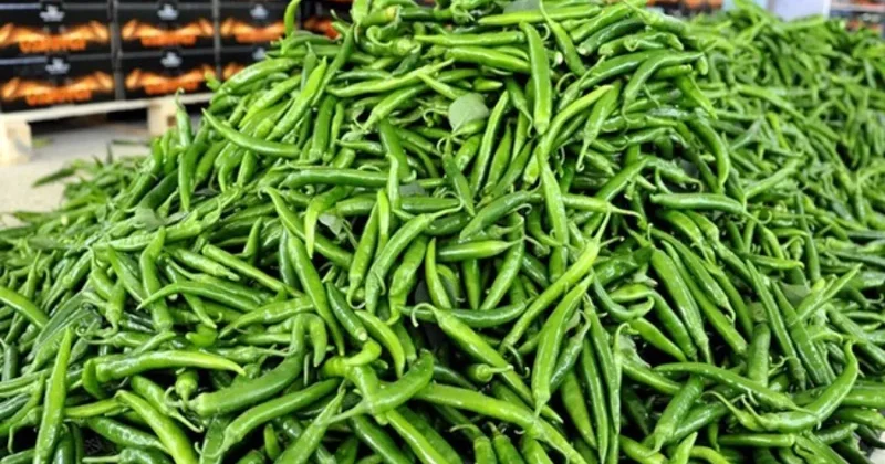 Biberin fiyatı 550 lira oldu