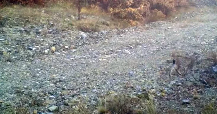 Kırmızı listede yer alıyor! Ormanın Hayaleti Kırıkkale de ortaya çıktı