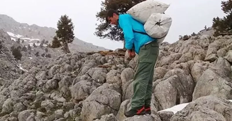 Kilosu 300 liradan satılıyor! Günde 21 bin lira kazanan var