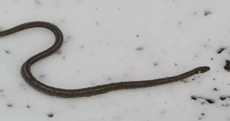 Hakkari de su arızası sırasında ortaya çıktı! Görüntüsü ve cüssesi ürküttü