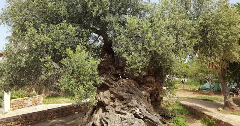 Dünyanın en yaşlısı, yaşı dahi hesaplanamıyor: Hala meyve veriyor