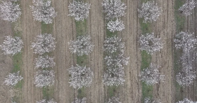 Iğdır da kayısı ağaçları çiçek açtı, ova beyaza büründü Iğdır Haberleri