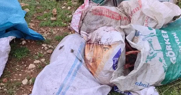 Şanlıurfa haberleri Şanlıurfa da çuvaldan at leşi çıktı! İnceleme başlatıldı 31 Mart 2026