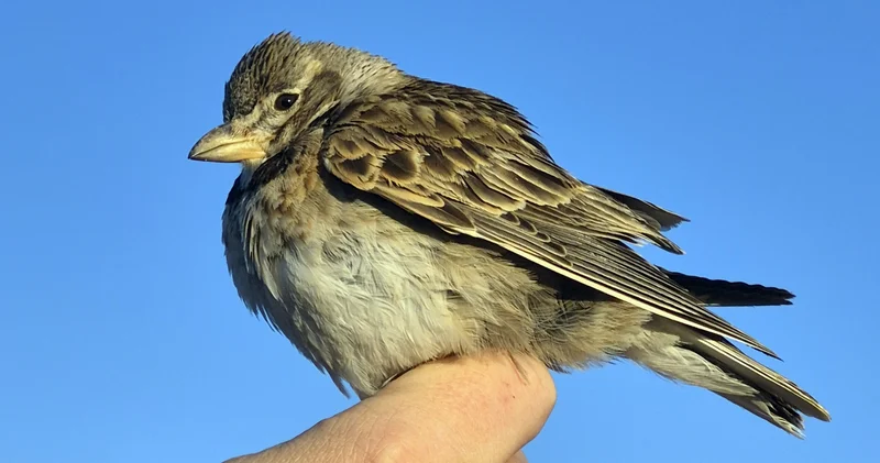 Aras Kuş Cenneti nde halkalanan kuş türü sayısı 207 ye yükseldi