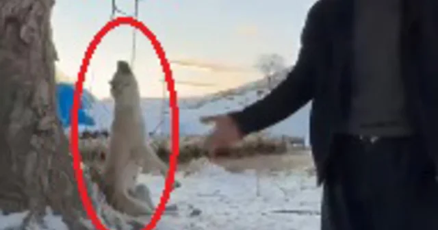 Çok yediğini iddia ettiği köpeğini ağaca asıp öldürdü Kayseri Haberleri