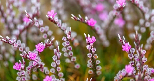 Türkiye nin çiçekleri fotoğraf yarışması sonuçlandı Gaziantep Haberleri