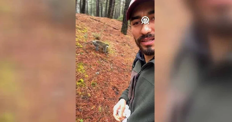 Denizli de bir haftada ikinci maymun vakası! Simitle oyalayıp ihbar etti