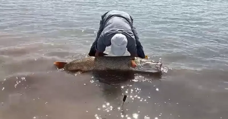 Elazığ’da amatör balıkçılar 65 kilo ağırlığında turna balığı yakaladı