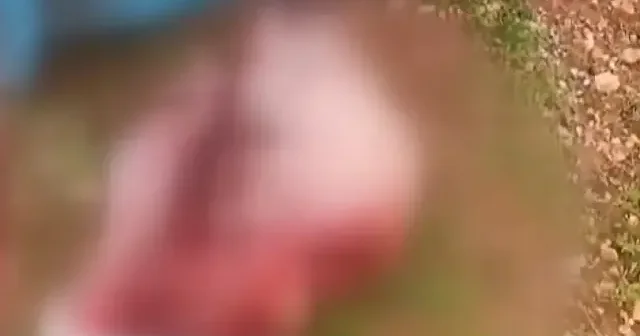 Şanlıurfa’da skandal görüntü: Kesilmiş at kafası ve parçaları bulundu VİDEO İZLE