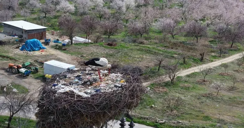 Sadık misafir leylek, 10 yıldır aynı köye gidiyor