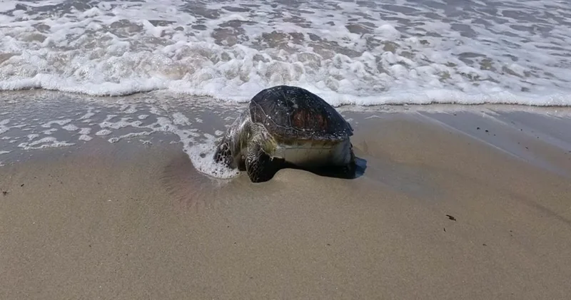 Deniz kaplumbağası ölü halde sahile vurdu: Sayı 8’e çıktı