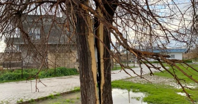 Mardin de yıldırımın isabet ettiği ağaç ikiye bölündü Mardin Haberleri