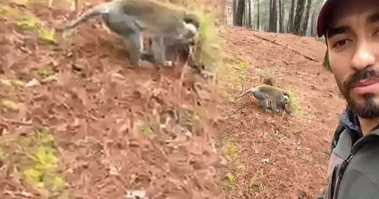 Türkiye de genellikle hayvanat bahçelerinde bulunuyor! Denizli de bir vatandaş ormanda gördü, simitle besledi