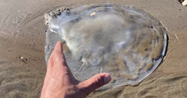 Mersin haberleri Mersin de sahile vurdu: Hepsi zehirli! Dokunmayın uyarısı yapıldı 31 Mart 2026