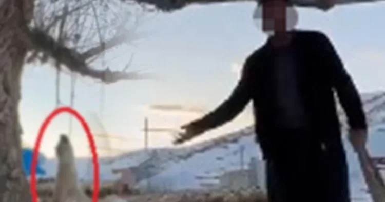 Ellerin kırılsın! Köpeği ağaca asarak öldürdü, söyledikleri dehşete düşürdü