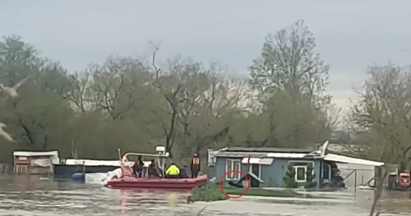 Su baskınında mahsur kaldılar: İki köpeğin botla kurtarılma anı kamerada