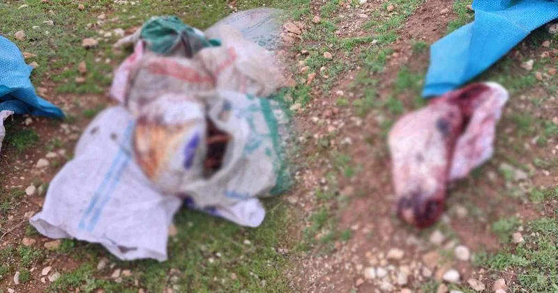 Şanlıurfa da tarlada vahşet! Çuvallar dolusu kesilmiş at başı bulundu