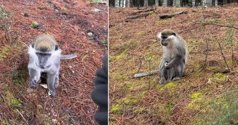 Afrika değil Denizli! Mantar aramak için çıktığı ormanda karşılaştığı hayvana bakın