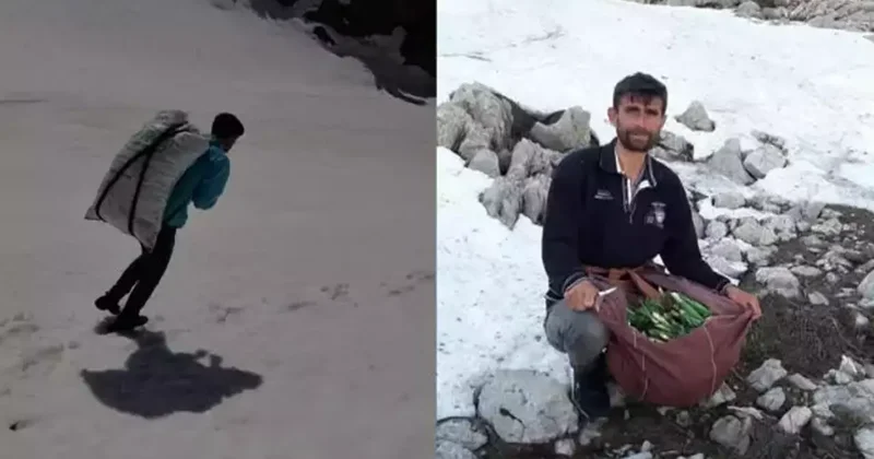 Kendiliğinden dağda yetişiyor: Bir günde 21 bin lira kazanıyor! Kilosu 300 lira