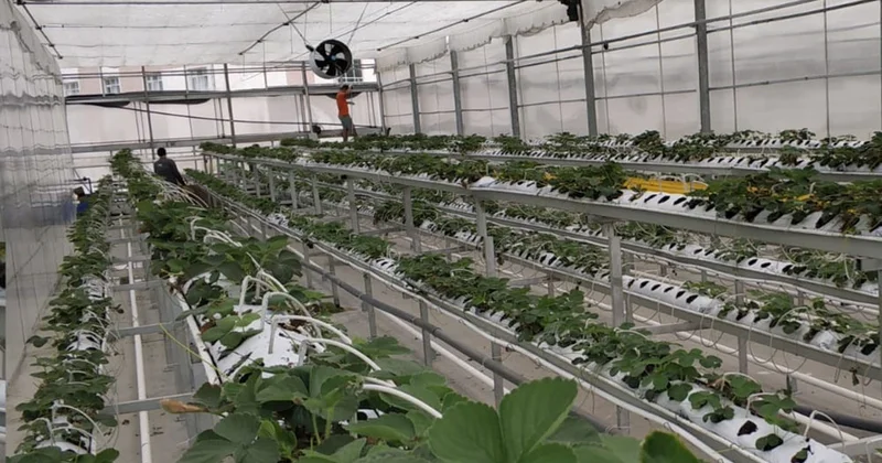 Türkiye modern serada çağ atlıyor