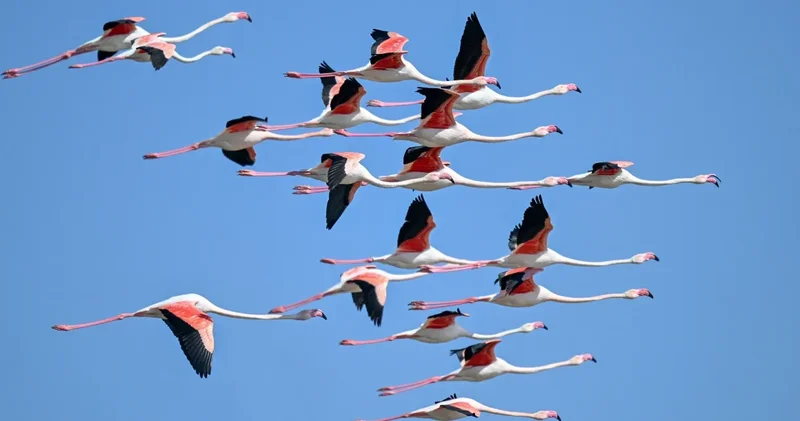 Bir zamanlar efsaneydi: 40 yıl sonra geri döndüler
