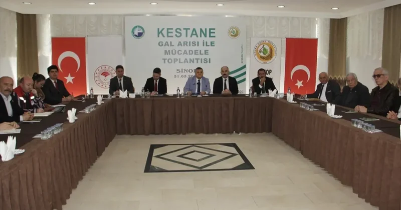 Sinop ta Kestane Gal Arısıyla Mücadele