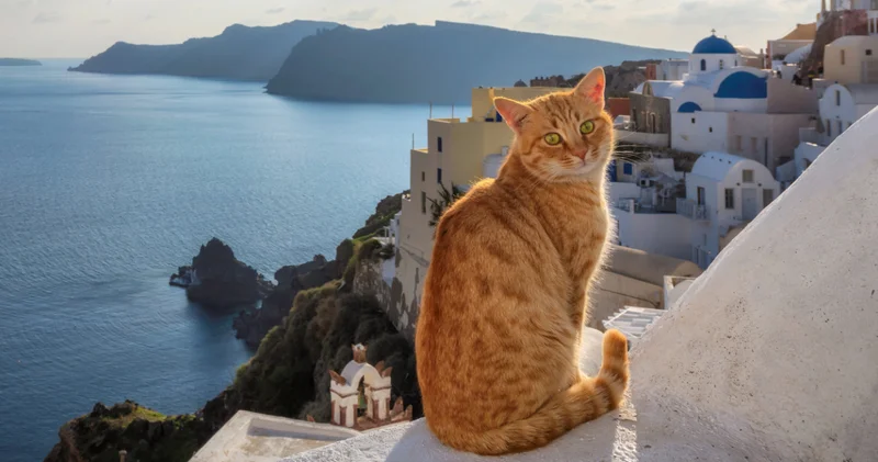 Kedi severlere rüya gibi teklif: Yunanistan Siros Adası nda günde beş saat kedi severek ücretsiz konaklayabilirsiniz!