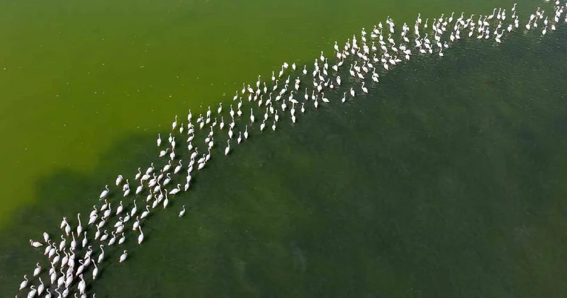 Anadolu da allı turna olarak biliniyor! 40 yıl sonra akın ettiler