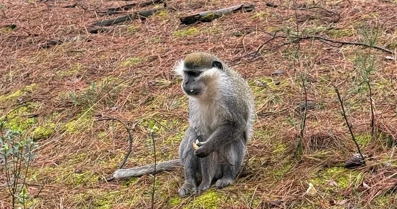 Ormanda mantar ararken maymun buldu