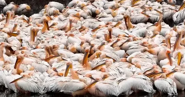 Çavuşçu Gölü göç yolundaki ak pelikanlara ev sahipliği yaptı VİDEO İZLE