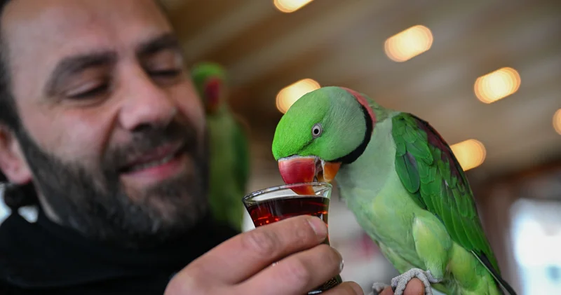 Yavruyken sahiplendiği papağanlarına gözü gibi bakıp yanından ayırmıyor