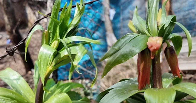 Hakkari ve Şırnak ta bulunuyor: Yılın 20 günü yaşıyor!