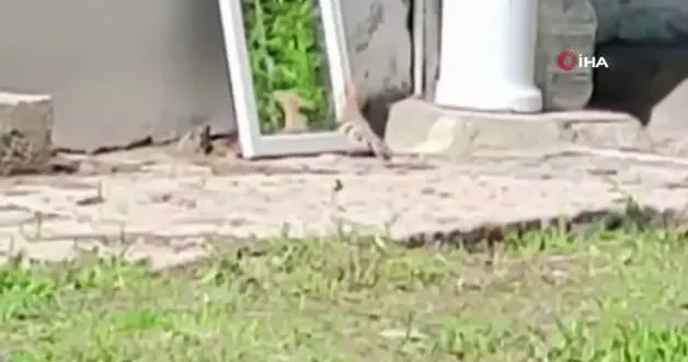İbibik kuşu kendi silüetiyle ölümüne kapıştı