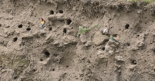 Güroymak ın rengârenk misafirleri: Arı kuşları görsel şölen sunuyor Bitlis Haberleri
