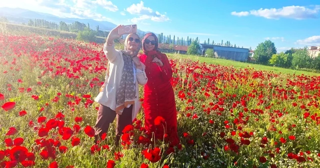 Hisarcık ta gelinciklerin papatyalarla buluşması Kütahya Haberleri