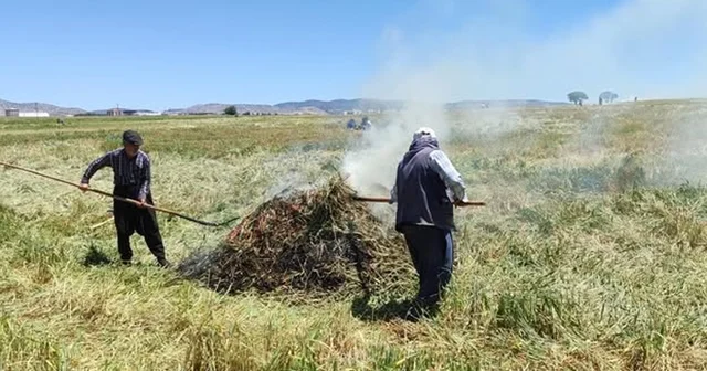 Araban Ovası nda firik ütümü sezonu başladı Gaziantep Haberleri