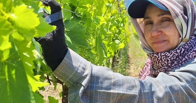 Üreticiler üzüm için zamana karşı yarışıyor Manisa Haberleri