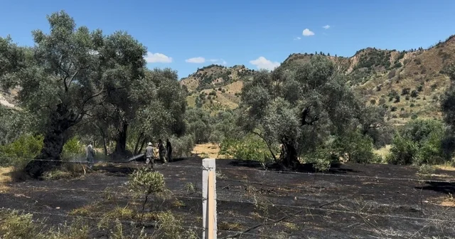 Nazilli de zeytin bahçesi yangını Aydın Haberleri