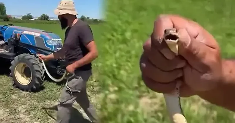 İyiliğin böylesi! Tarlasını sürerken buldu... Zarar vermemek için çıplak elle yakaladı