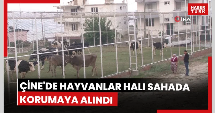 Çine de alevlerin ulaştığı mahallede hayvanlar halı sahada korumaya alındı