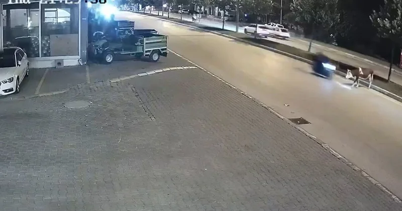Motosikletlinin önüne bir anda çıktı: Zavallı hayvan olduğu yerde can verdi