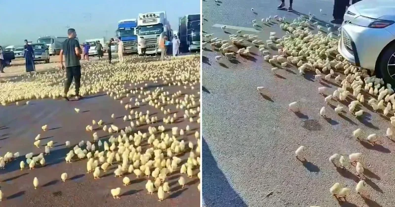Yürek burkan görüntü! Yüzlercesi araçların altında ezilerek can verdi