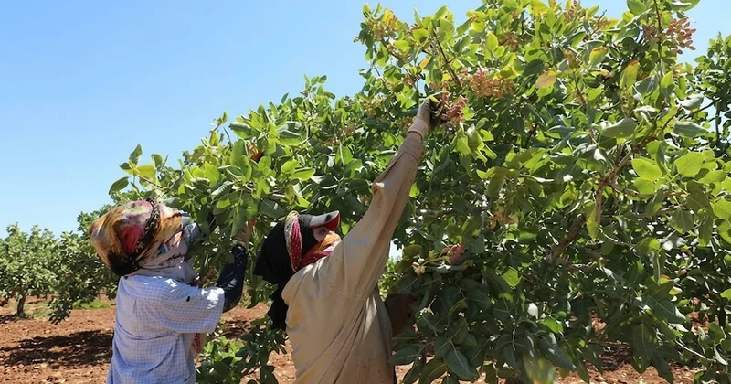12 milyon ağaçtan hasat edilecek: Hedef 50 bin ton rekolte Sözcü Gazetesi