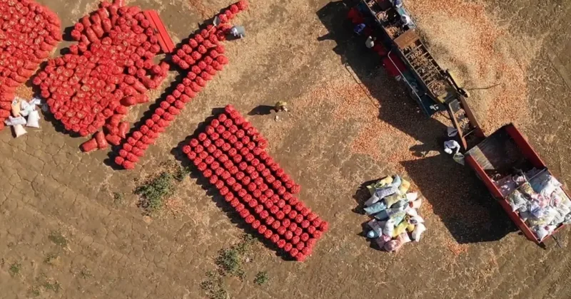 Bu soğan 3 yılda sofraya geliyor! Aroması bambaşka, susuz yerde yetişiyor